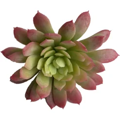 Depot Kunst-Blumenpick Sukkulente> Einzelblumen & Zweige