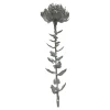 Depot Blumen^Kunst-Stielblume Protea Ca. 67Cm