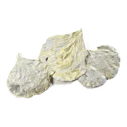 Depot Blumen^Trockenblatter Cobra