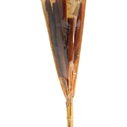 Depot Trockenblume Babla><noscript><img width=