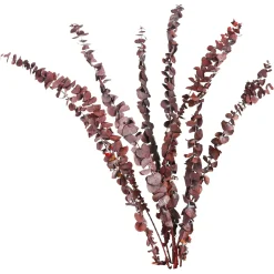 Depot Trockenblume Eukalyptus> Einzelblumen & Zweige