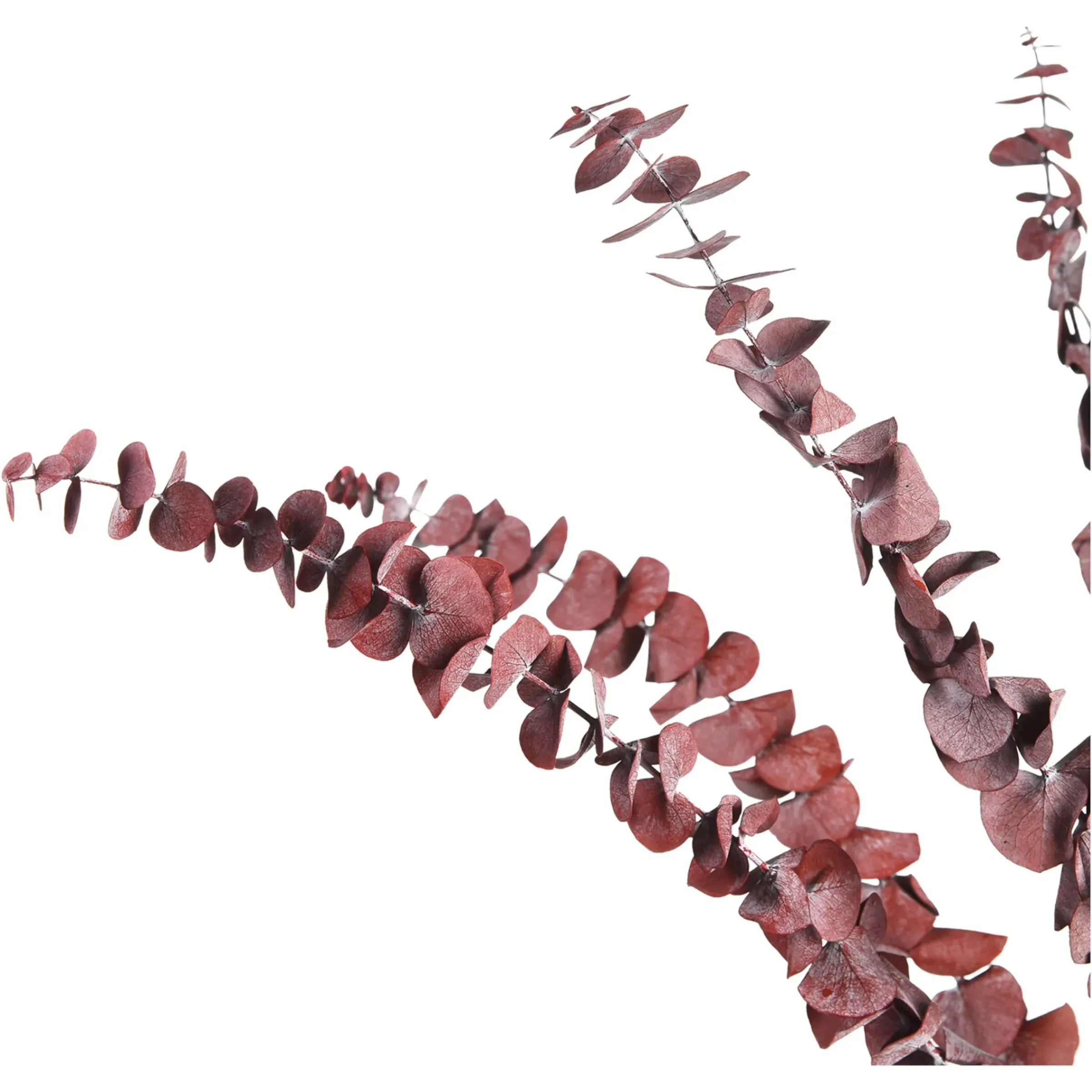 Depot Trockenblume Eukalyptus> Einzelblumen & Zweige