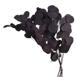 Depot Trockenblume Eukalyptus Bold> Einzelblumen & Zweige