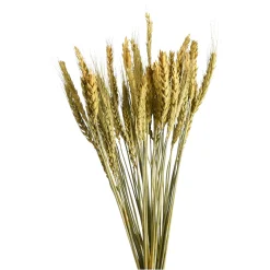 Depot Trockenblume Gerste> Einzelblumen & Zweige