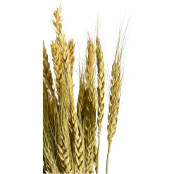 Depot Trockenblume Gerste> Einzelblumen & Zweige