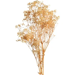 Depot Trockenblume Gypsophilia> Einzelblumen & Zweige