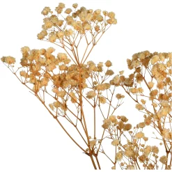 Depot Trockenblume Gypsophilia> Einzelblumen & Zweige