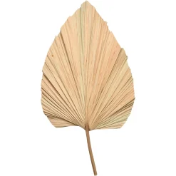 Depot Trockenblume Palmenblatt> Einzelblumen & Zweige