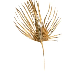 Depot Geschenkideen^Trockenblume Palmenblatt Xxl