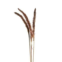 Depot Blumen^Trockenblume Pampasgras