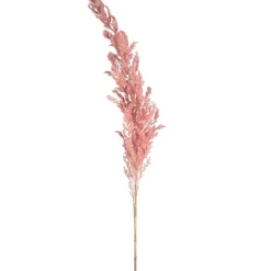 Depot Trockenblume Pampasgras> Einzelblumen & Zweige