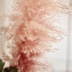 Depot Trockenblume Pampasgras> Einzelblumen & Zweige