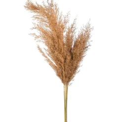 Depot Blumen^Trockenblume Pampasgras