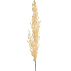 Depot Trockenblume Pampasgras> Einzelblumen & Zweige