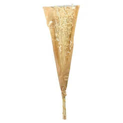 Depot Geschenkideen^Trockenblume Paternostererbse