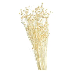 Depot Geschenkideen^Trockenblume Paternostererbse