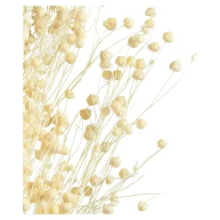 Depot Geschenkideen^Trockenblume Paternostererbse