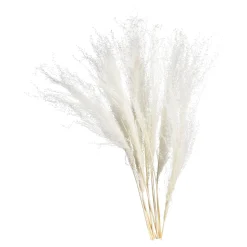 Depot Geschenkideen^Trockenblume Schilf