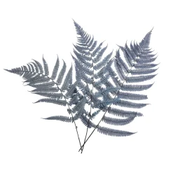 Depot Blumen^Trockenblumen Farn