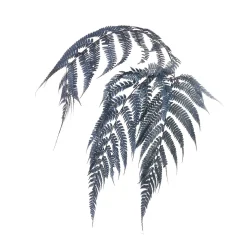 Depot Blumen^Trockenblumen Farn