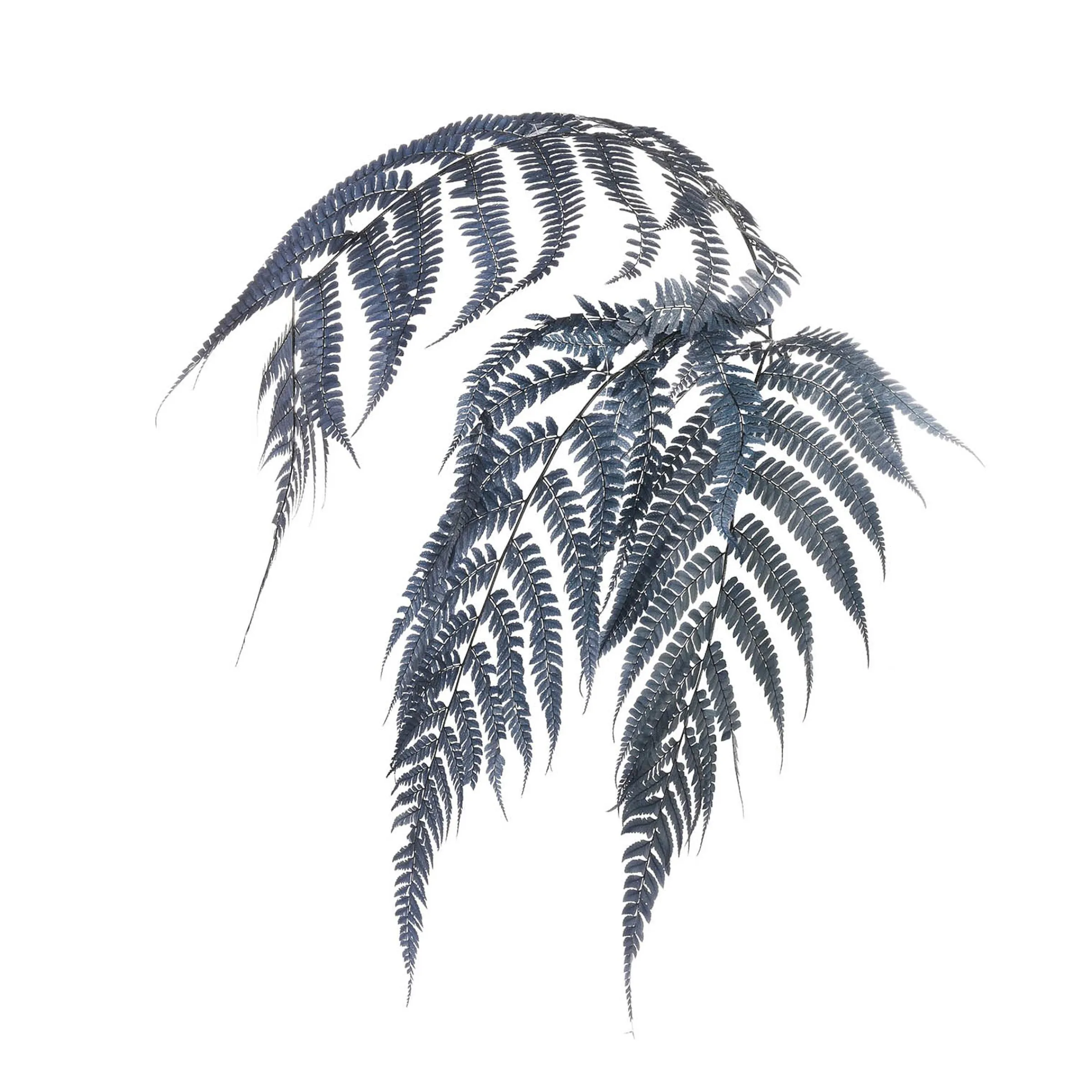 Depot Blumen^Trockenblumen Farn