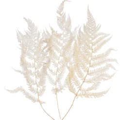 Depot Blumen^Trockenblumen Farn