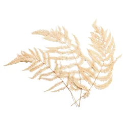 Depot Blumen^Trockenblumen Farn