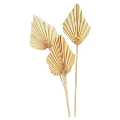 Depot Geschenkideen^Trockenblumen Palmleaf