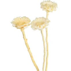 Depot Trockenblumen Proteablute> Einzelblumen & Zweige