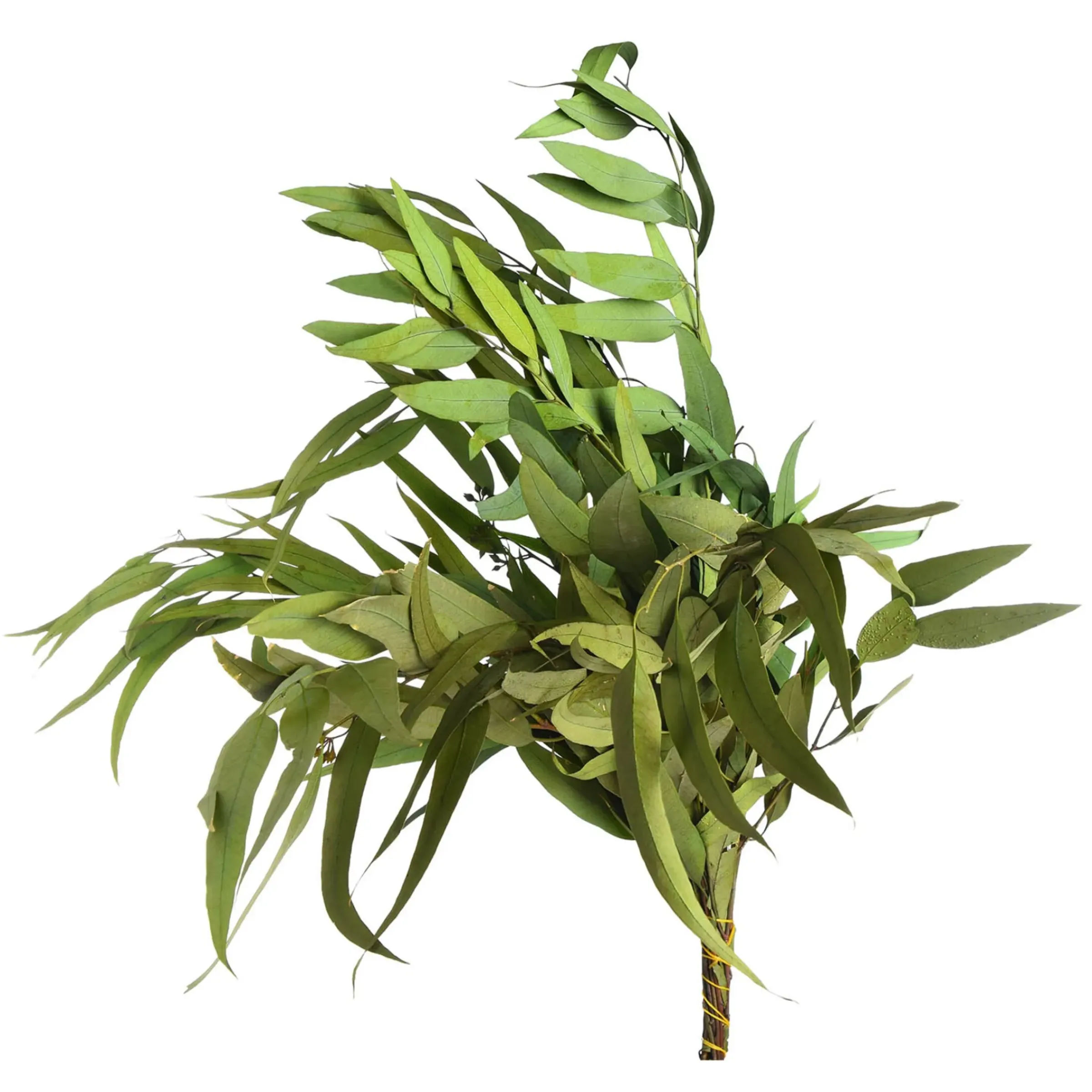 Depot Trockenblumenbund Eukalyptus> Einzelblumen & Zweige