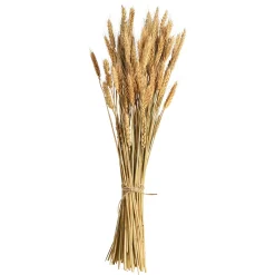 Depot Trockenblumen-Bundel Ahren> Einzelblumen & Zweige