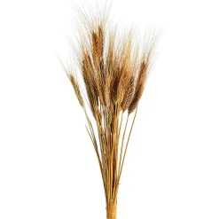 Depot Trockenblumen-Bundel Ahren> Einzelblumen & Zweige