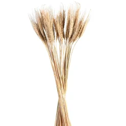 Depot Trockenblumen-Bundel Ahren> Einzelblumen & Zweige