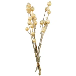 Depot Trockenblumen-Bundel Carlina> Einzelblumen & Zweige