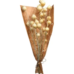 Depot Trockenblumen-Bundel Carlina><noscript><img width=