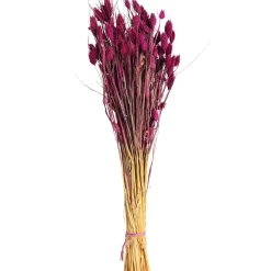 Depot Trockenblumen-Bundel Phalaris> Einzelblumen & Zweige