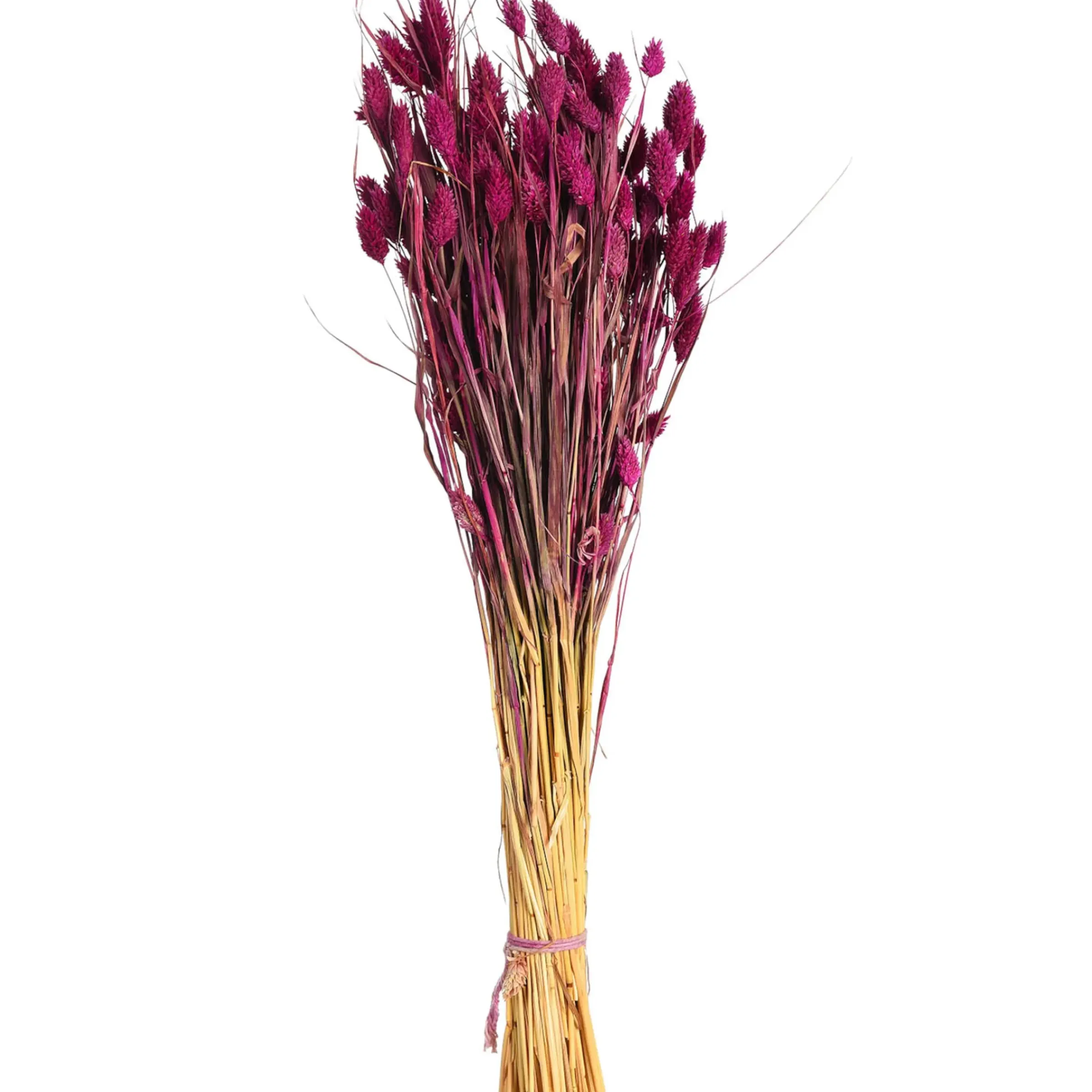 Depot Trockenblumen-Bundel Phalaris> Einzelblumen & Zweige