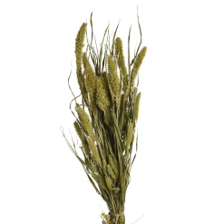 Depot Trockenblumen-Bundel Setaria> Einzelblumen & Zweige