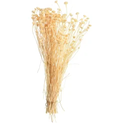 Depot Trockenblumen-Bundel Wild Daisy> Einzelblumen & Zweige