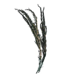 Depot Trockenblumen-Zweig Rosmarin> Einzelblumen & Zweige