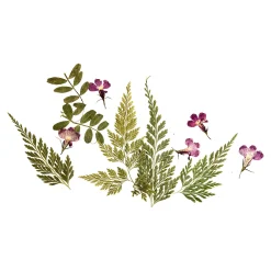 Depot Geschenk-Deko^Trockenbluten Bluten & Blatter-Mix, Gepresst