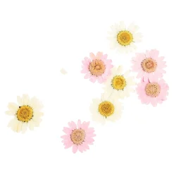 Depot Geschenk-Deko^Trockenbluten Margaritenmix, Gepresst