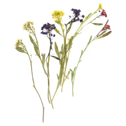 Depot Geschenk-Deko^Trockenbluten Stielblutenmix, Gepresst