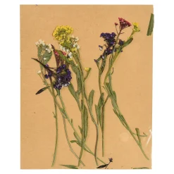Depot Geschenk-Deko^Trockenbluten Stielblutenmix, Gepresst