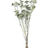 Depot Trockenbundel Achillea> Einzelblumen & Zweige