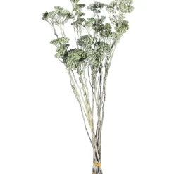 Depot Trockenbundel Achillea> Einzelblumen & Zweige