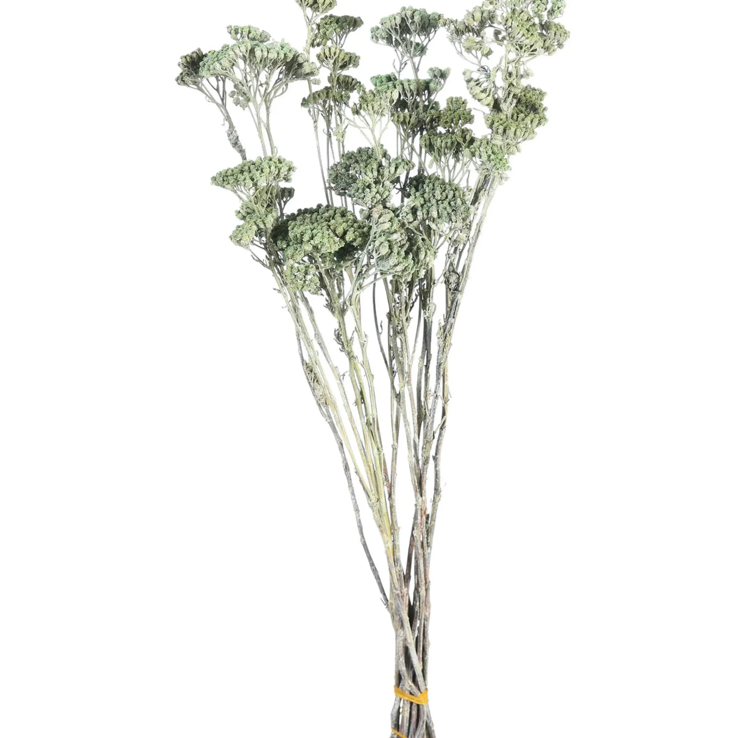 Depot Trockenbundel Achillea> Einzelblumen & Zweige