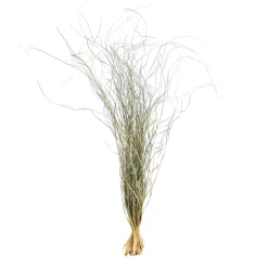 Depot Trockenbundel Gras> Einzelblumen & Zweige