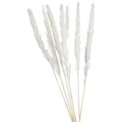 Depot Trockenbundel Pampasgras> Einzelblumen & Zweige